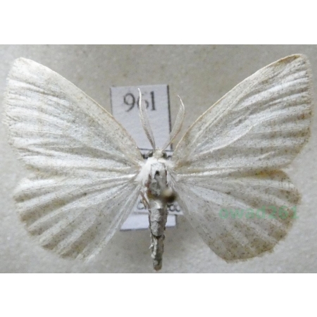 Cabera pusaria (Linnaeus, 1758) Ciemnokres wierzbowiec Czech96l